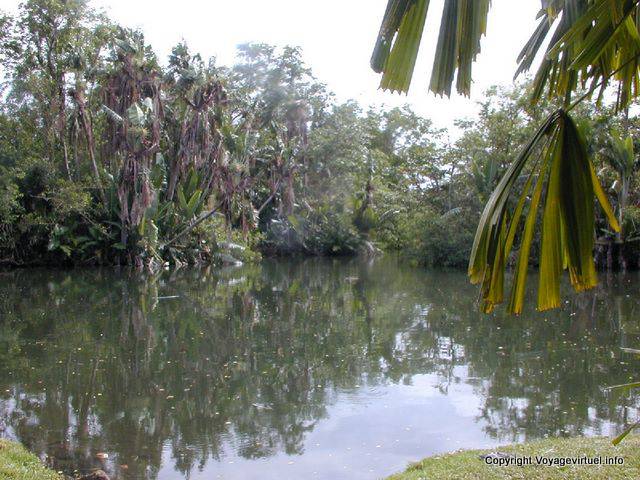 Piscina e lussureggianti grandi isole, Giardino Pamplemousses, Mauritius.