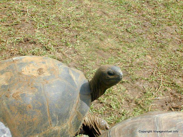 Seychelles tartaruga gigante, Pamplemousses, Mauritius.