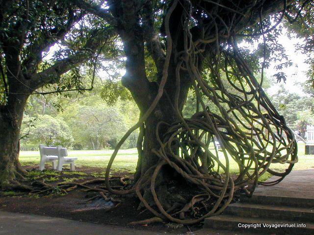 Liane intrecciate, Giardino Sir Ramgoolam Pamplemousses, Mauritius.