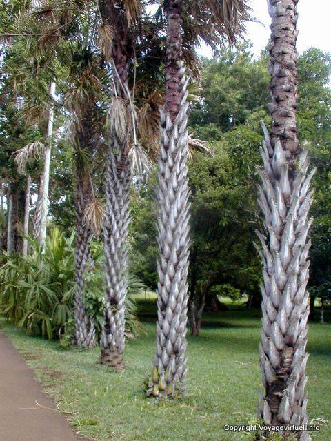 Trunk palme Ananas, Pamplemousses Giardino, Mauritius.