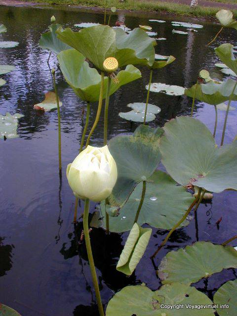Loto Bianco, Pamplemousses Botanical Garden, Mauritius.