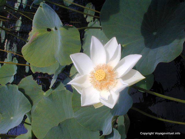 White Lotus Gardens Sir Ramgoolam, Mauritius.
