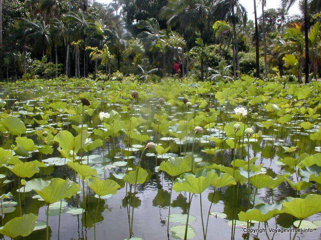 Lotus Pond, Pamplemousses, Mauritius.