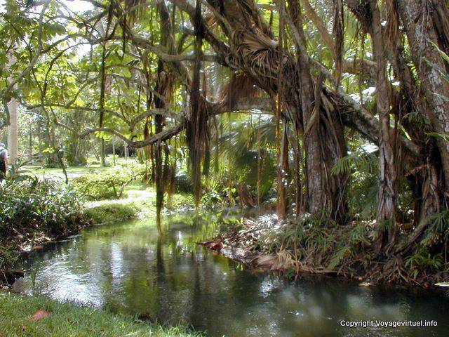 La vegetazione sul fiume Citron, Pamplemousses, Mauritius.