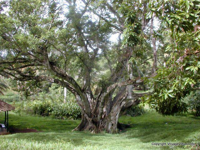 Grande albero del Giardino di Pamplemousses, Mauritius.