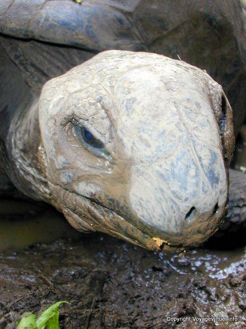 Tartaruga gigante, Chamarel, Mauritius.