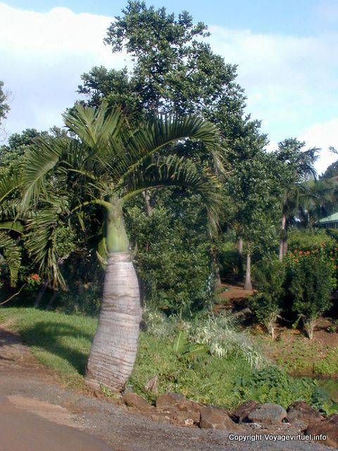Bottiglia Palm, Chamarel, Mauritius.