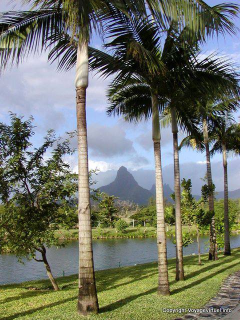 Palme su sfondo di montagna paesaggio di Flic en Flac, Mauritius.