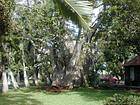 Baobab elefantina, Pamplemousses Giardino, Mauritius.