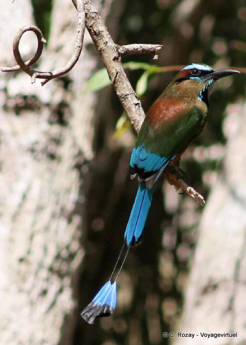 Motmot Blu sopracciglio bird Labná - Messico