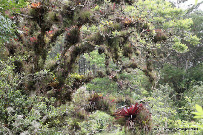 Epifite sui rami di un albero, lagune di Montebello - Messico