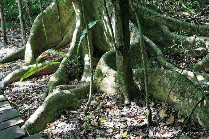 Roots gigante sulla strada, Muyil - Messico