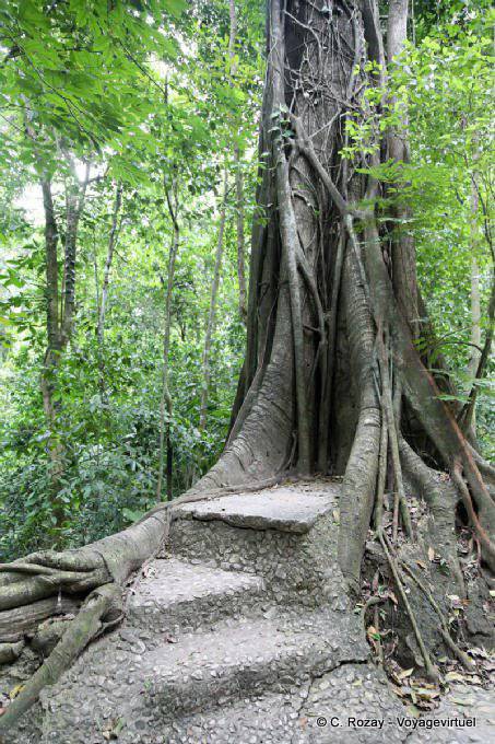Passi costruito in un albero, Palenque - Messico