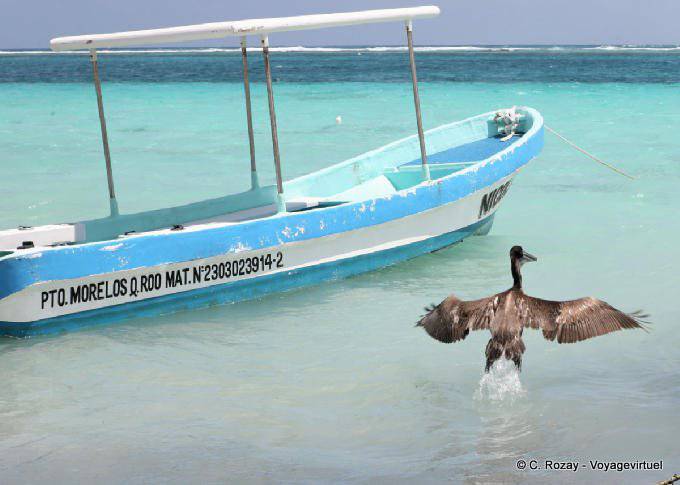 Il volo del Pellicano, Puerto Morelos - Messico