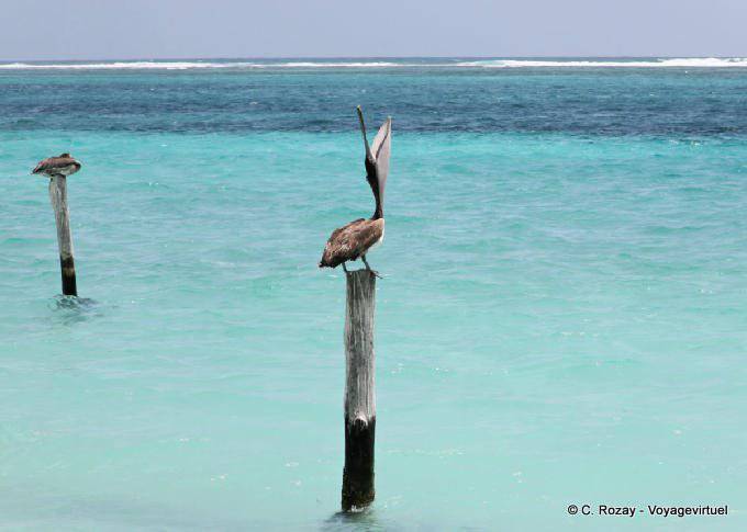 Sveglia Pelican su un palo, Puerto Morelos - Messico