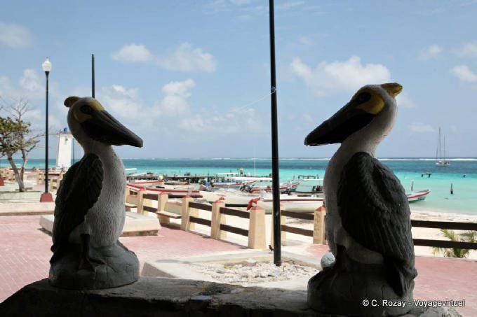 Face-to-face falsi pellicani, Puerto Morelos - Messico