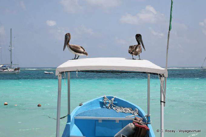 Il look dei pellicani pescatori, Puerto Morelos - Messico