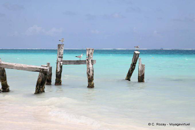 Uccelli sul molo rotto, Puerto Morelos - Messico