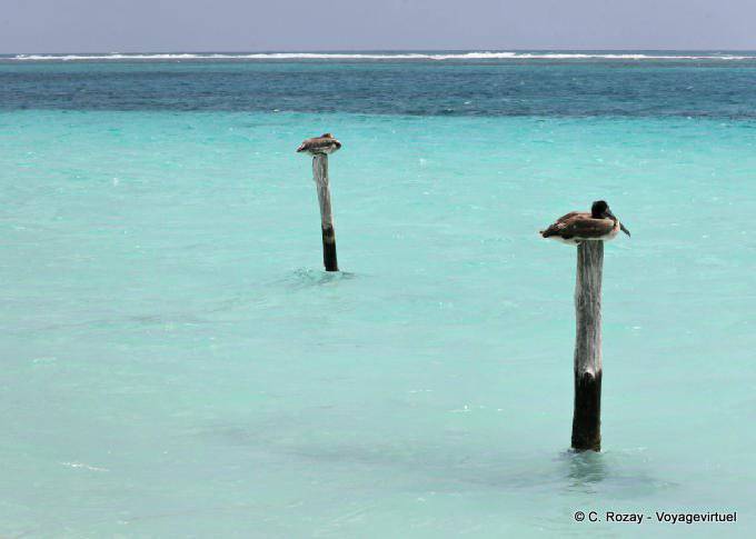 Pellicani riposo, Puerto Morelos - Messico
