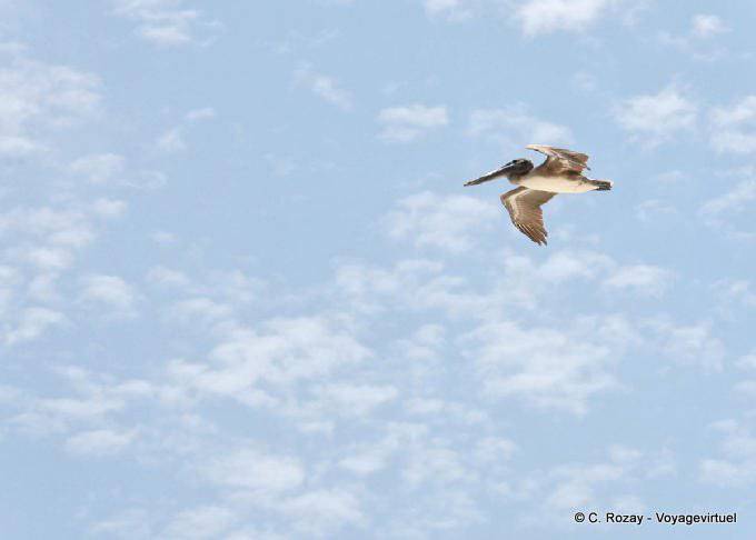 Pellicano in volo, Puerto Morelos - Messico