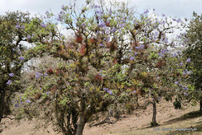 Epifiti sugli alberi, Tonina - Messico