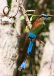 Motmot Blu sopracciglio bird Labná, Messico.