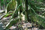 Roots gigante sulla strada, Muyil, Messico.