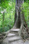Passi costruito in un albero, Palenque, Messico.