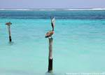 Sveglia Pelican su un palo, Puerto Morelos, Messico.