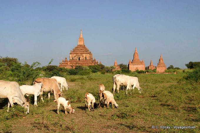 Herd pascolo sul sito, Bagan - Myanmar (Birmania)