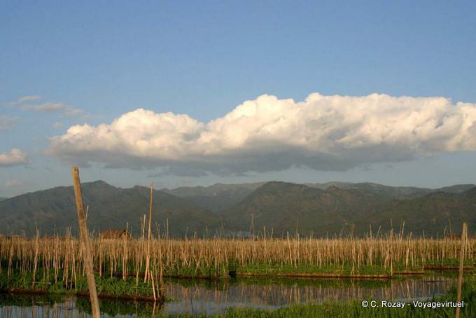 Giardini galleggianti ancorate su bambù piantati nel fango, Lago Inle - Myanmar (Birmania)
