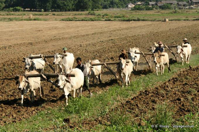 Buoi, aratura e operai in Ava, Mandalay - Myanmar (Birmania)