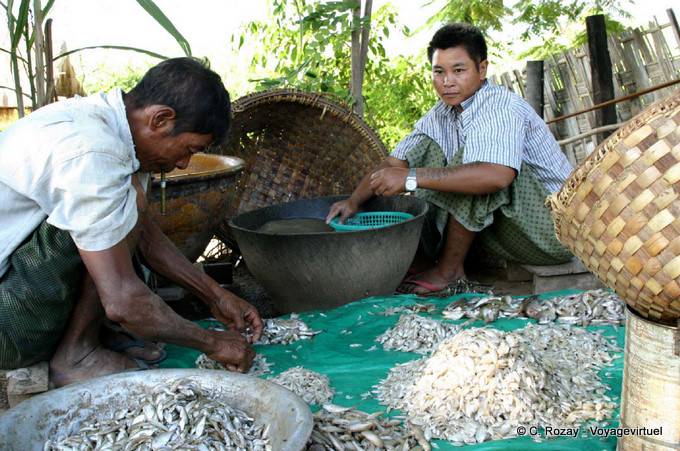 Pesce Ordinamento Inwa, Mandalay - Myanmar (Birmania)