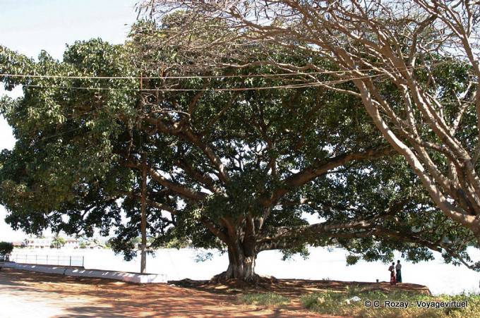 Albero gigante, Pindaya - Myanmar (Birmania)