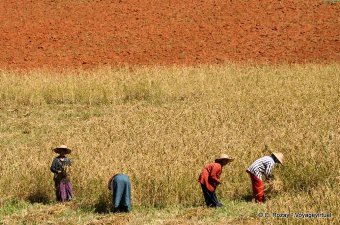 Terra rossa e contadini durante il raccolto, Pindaya - Myanmar (Birmania)