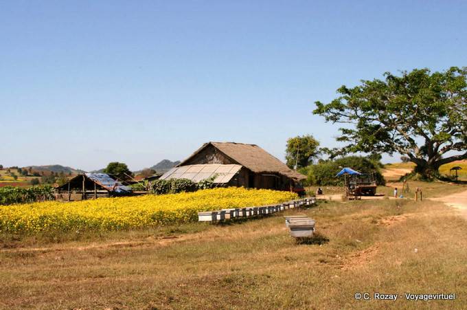 Farm birmano Pindaya - Myanmar (Birmania)