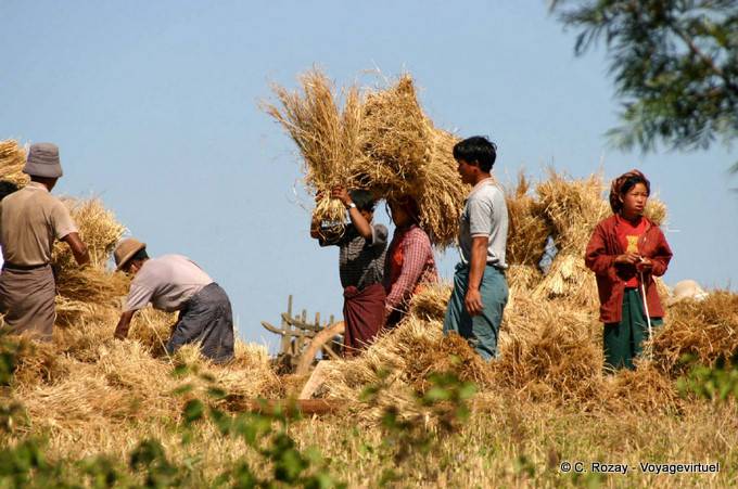 Harvest scena verso Aungnan, Pindaya - Myanmar (Birmania)
