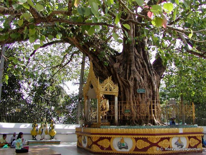 Albero bodhi Sacra situato all'angolo sud-est della Pagoda Shwedagon, Rangoon - Myanmar (Birmania)