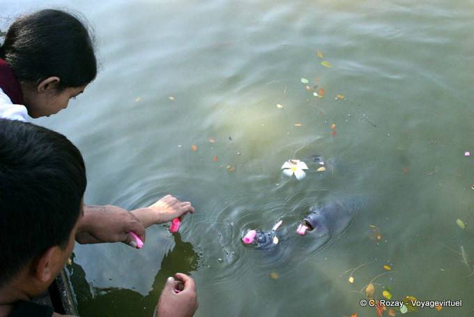 Pasti fiori per le carpe Kandawgyi Lake, Yangon - Myanmar (Birmania)