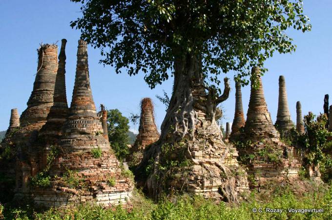 Albero che cresce su una stupa, Sagar - Myanmar (Birmania)