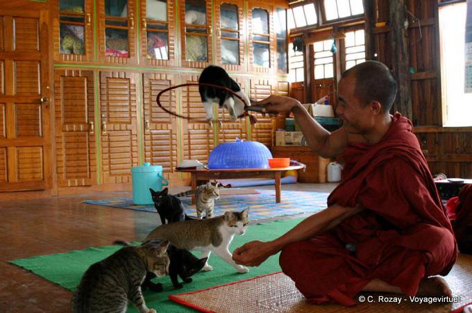 Monk allenatore salto gatti Nga Phe Chaung Monastero, Lago Inle, Sagar - Myanmar (Birmania)