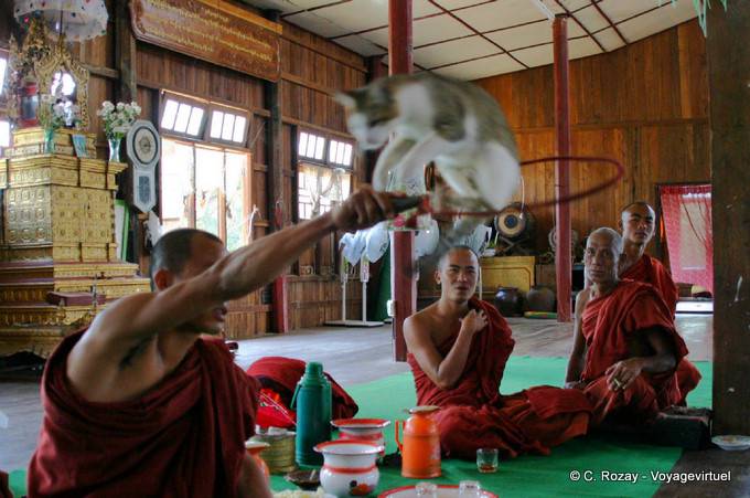 Cat saltare attraverso un cerchio, Nga Monastero Chaung Phe, Lago Inle, Sagar - Myanmar (Birmania)