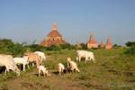 Herd pascolo sul sito, Bagan, Birmania.