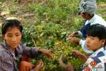 Harvest Mingun, Mandalay, Birmania.