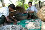 Pesce Ordinamento Inwa, Mandalay, Birmania.