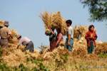 Harvest scena verso Aungnan, Pindaya, Birmania.