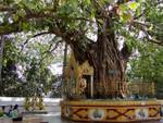 Albero bodhi Sacra situato all'angolo sud-est della Pagoda Shwedagon, Rangoon, Birmania.