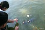 Pasti fiori per le carpe Kandawgyi Lake, Yangon, Birmania.