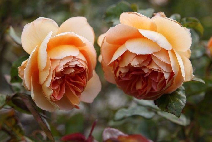 Trevor Griffiths Rose Garden, Timaru, Canterbury - Nuova Zelanda