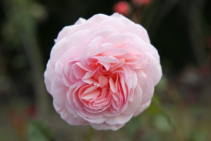 Old Rose, Timaru, Canterbury - Nuova Zelanda